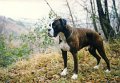 1998-01 - nel bosco - 2